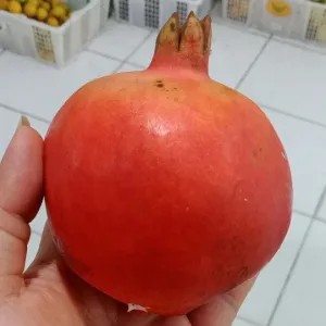 

delima import besar 1per pack