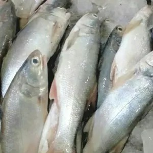 ikan sinangin 1kg
