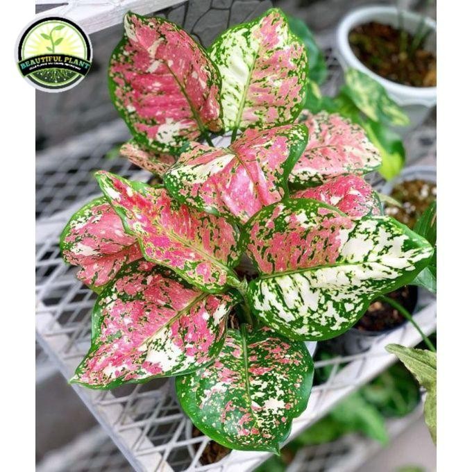 Tanaman Hias Sri Rezeki Aglonema Tricolor - Aglonema Tricolor