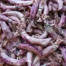 

ikan cumi ukuran sedeng 200g