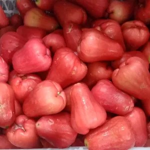 

jambu air citra 1kg
