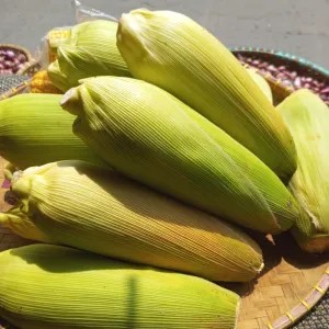 Jagung manis 1kg 1kg