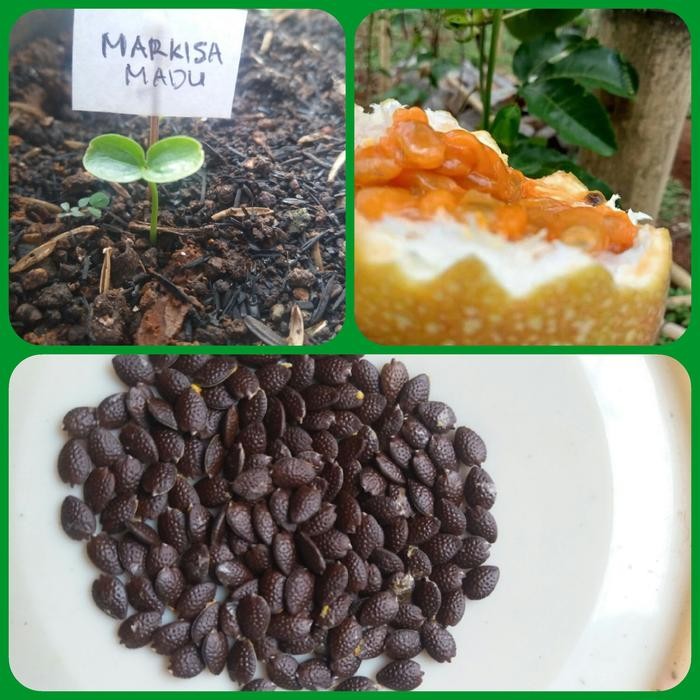 BENIH MARKISA MADU ORANGE