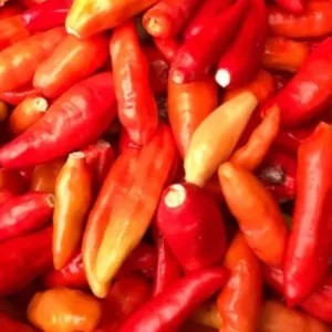 

cabe RWit petikan 250g