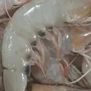 

udang peci besar 500g