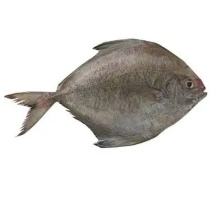 Ikan Bawal Hitam / Bawal Laut 500g