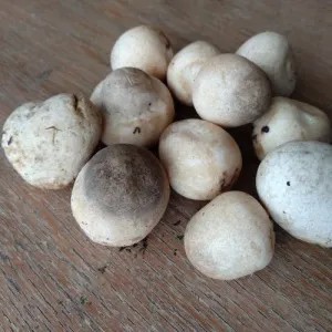 Jamur Merang