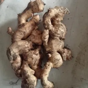 jahe putih 1kg
