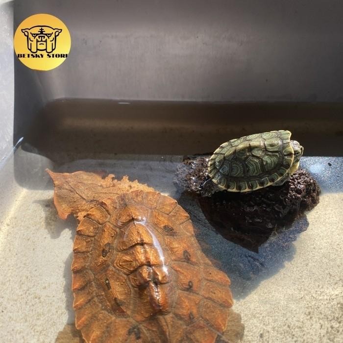 KURA MATA MATA / MATA MATA TURTLE VENEZUELA 9CM UP