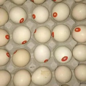 

Telor ayam kampung omega 1per pack