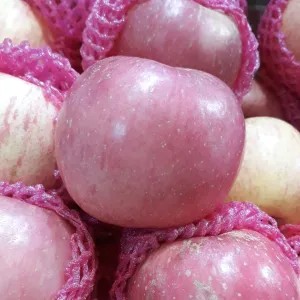 

apel fuji 1 biji 1per pack