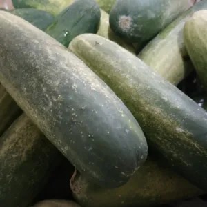 

timun muda 1kg 1000g