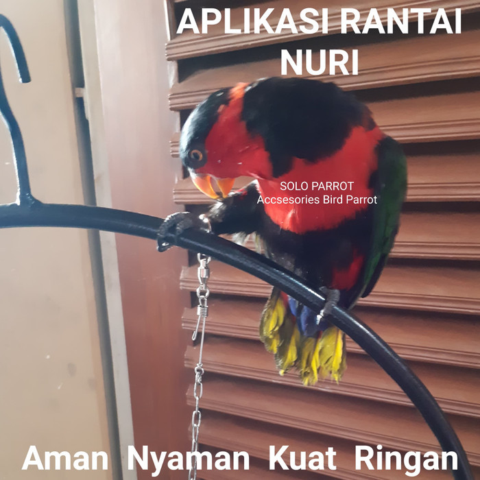 Rantai Nuri Kepala Hitam