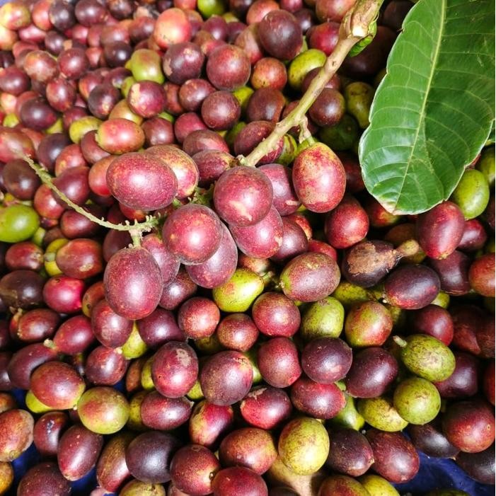 

Buah Matoa Manis Segar Perpaduan 3 Rasa Fresh Petik Dari Pati Jawa Tengah