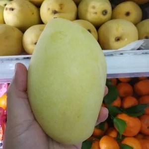 

mangga tailand 1kg