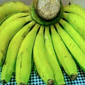 

pisang ambon lumut kecil 1per pack