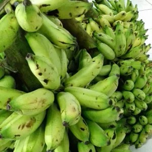 

pisang lampung hijau sedang 1per pack