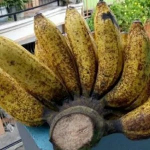 

pisang raja sereh besar 1per pack