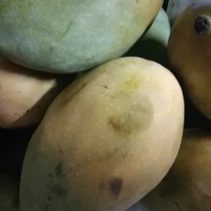 mangga harum manis matang pohon 1kg 1000g