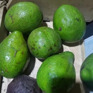 alpukat mentega 1000g