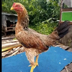 AYAM KAMPUNG BETINA 1 EKOR BONUS BUMBU OPOR