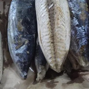 ikan cue tongkol