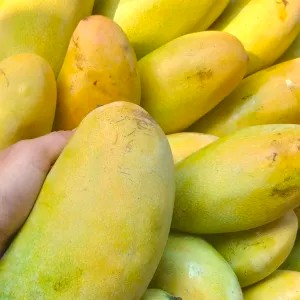 Mangga Golek