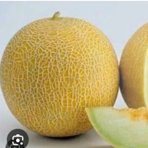 melon madu