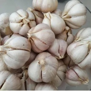 Bawang Putih Kating 1 Kg