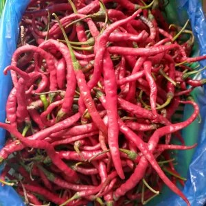 cabe merah kriting 1kg
