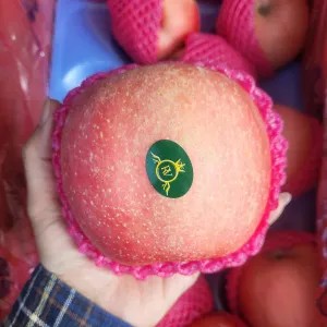 Apel Fuji Blush Super