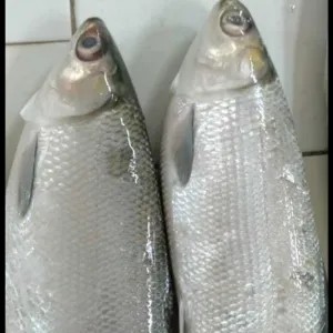 Ikan bandeng ukran besar 500g
