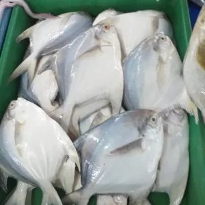 bawal putih 1 kg atau  ½ kg