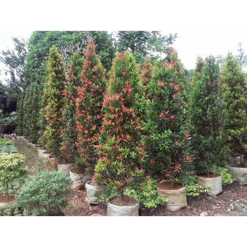 Pohon Pucuk Merah 250 cm UP - Tanaman Pagar Alami - Bibit Pucuk Merah Besar Rimbun Murah - Tanaman O
