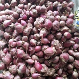 Bawang Merah 1 Ons 100g