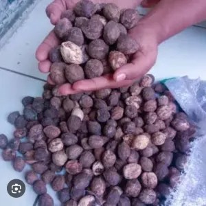kemiri utuh masih ada cangkang kulit 5pcs