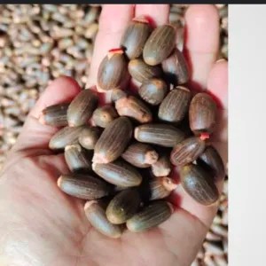 biji melinjo kupas berat 400 gram kulit melinjo berat 200 gram