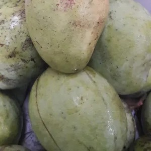 MANGGA MUDA/INDRAMAYU