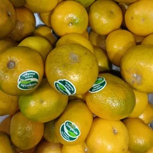 jeruk mandarin 1kg