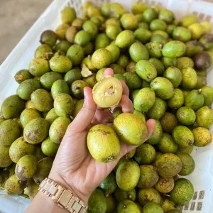 matoa kuning lemek manis (per pack)