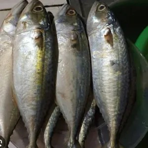 ikan kembung banjar 1kg