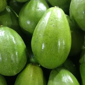 ALPUKAT MENTEGA ALIGATOR JUMBO 1kg