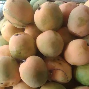 MANGGA GEDONG GINCU 1kg