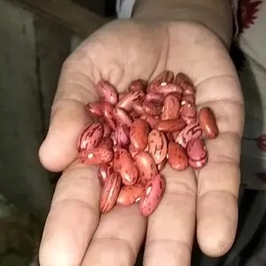 kacang merah kering