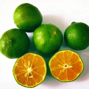 Jeruk kunci sonkit kasturi