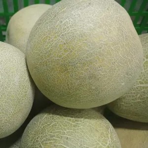 Melon pertiwi