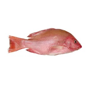 Kakap Merah 1kg