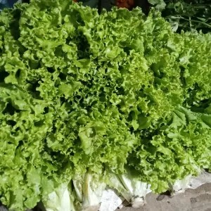 selada bokor/selada keriting