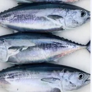 BABY TUNA FRESH