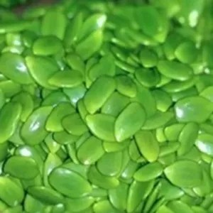 BIJI PETAI CINA MUDA/ LAMTORO PER BUNGKUS